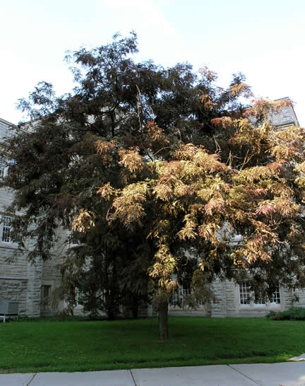 A mature specimen at the University of Western Ontario, London, Ontario.